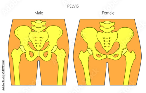Vector illustration of a human pelvis. Difference in anatomy of male and female pelvis. Front view of pelvis. For advertising and medical publications photo
