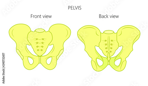 Vector illustration anatomy of a human pelvis. Front and back view of pelvis. For advertising and medical publications