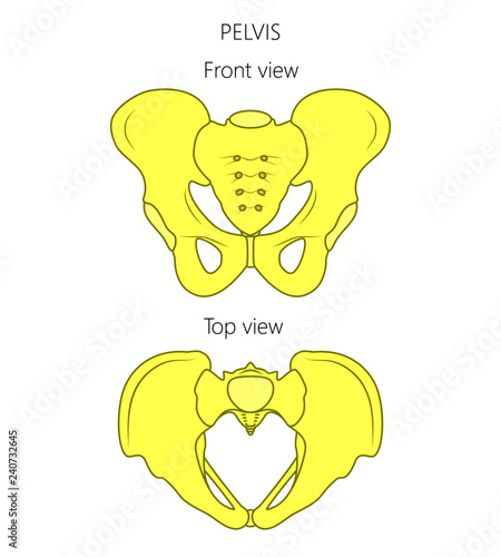 Vector illustration anatomy of a human pelvis. Front and top view of pelvis. For advertising and medical publications.