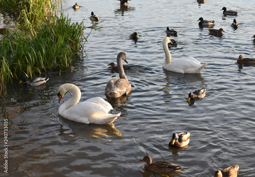 Ducks and swans on the lake.