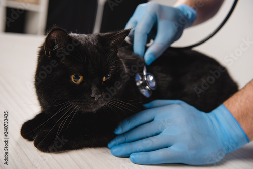 cropped view of veterinarian examining black cat on table