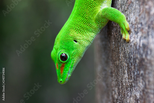 grüner Gecko oder auch Madagaskar-Taggecko genannt hängt am Baum auf Nosy Komba