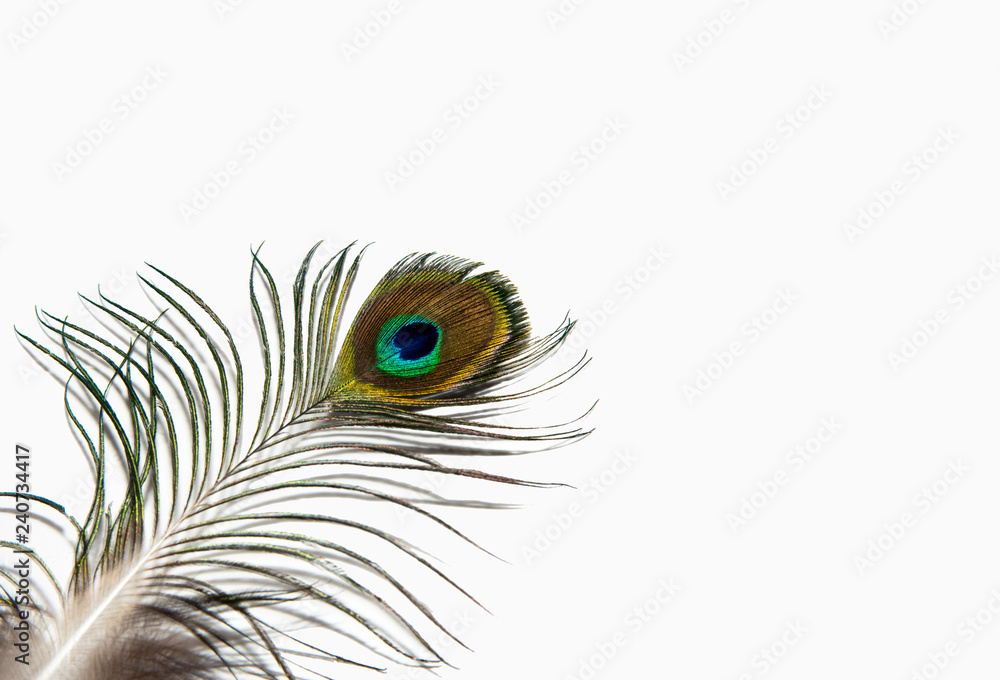 Fototapeta premium Detail of peacock feather eye on white background. Beautiful feather of a bird. Isolated.