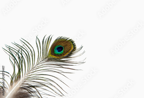 Detail of peacock feather eye on white background. Beautiful feather of a bird. Isolated.