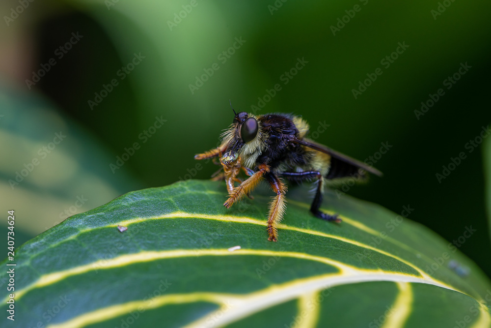 Fototapeta premium Macro Insect