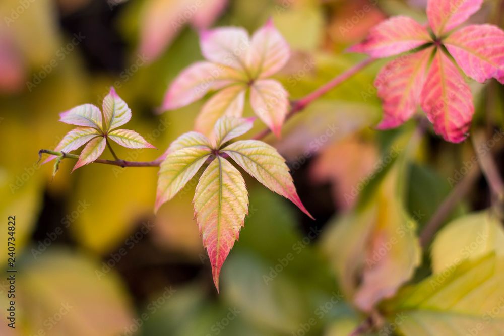 red yellow leaves of wild grapes in autumn red yellow leaves of wild grapes in autumn