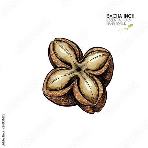 Hand drawn colored sacha inchi star capsula. Engraved vector illustration. Medical plant. Moisturizing serum,essential oil. Cosmetic, medicine, treating, aromatherapy package design skincare