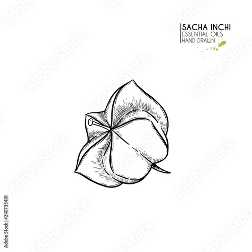 Hand drawn sacha inchi star capsula. Engraved vector illustration. Medical, cosmetic plant. Moisturizing serum,essential oil. For cosmetics, medicine, treating, aromatherapy package design skincare. photo