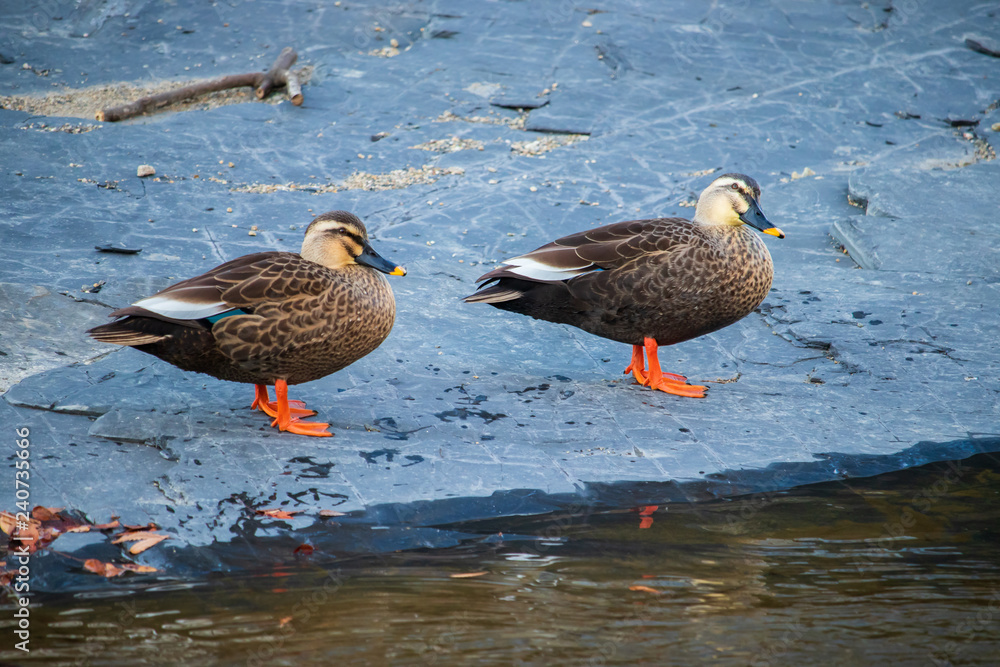 Cute Spot-Billed Ducks. Cute Spot-Billed Ducks.