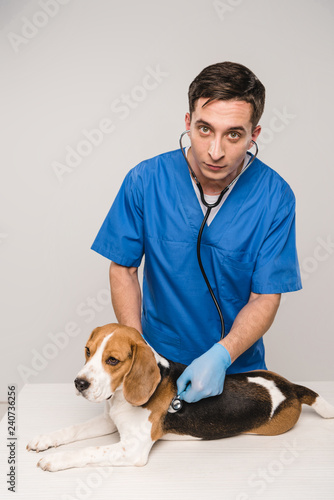 veterinarian looking at camera and examining beagle dog with stethoscope on grey background