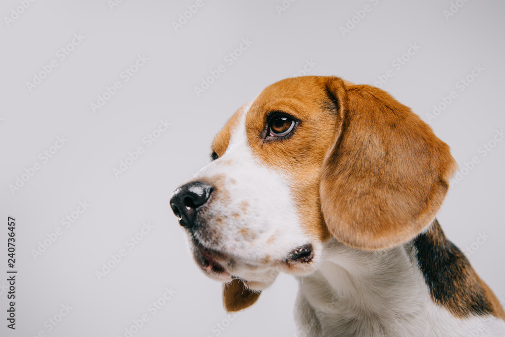 head of purebred beagle dog on grey background