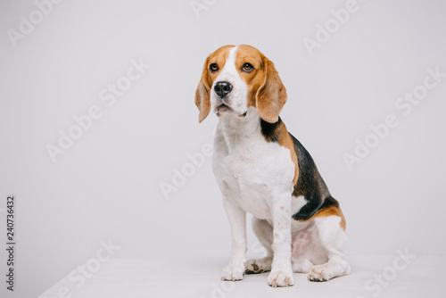 cute beagle dog sitting on table on grey background