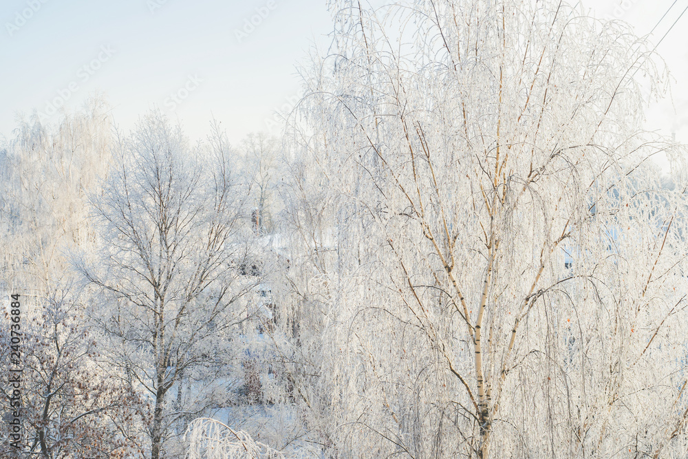 Winter frost on tree branches full frame pure winter background