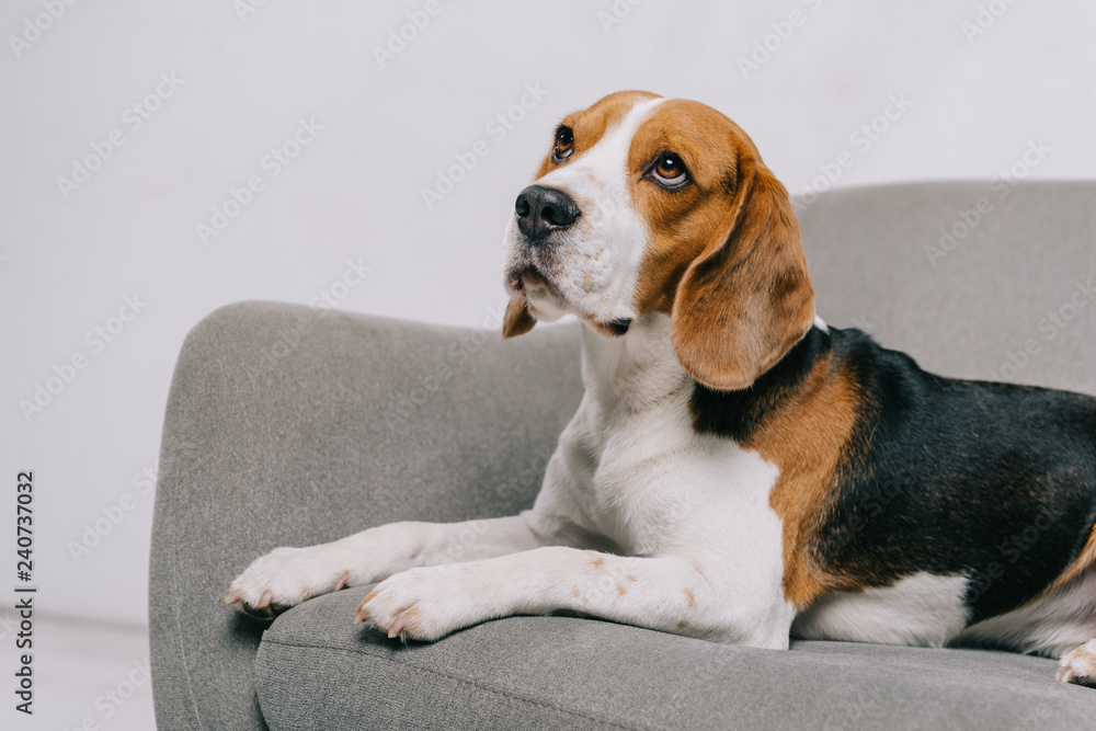 adorable beagle dog lying in armchair on grey background