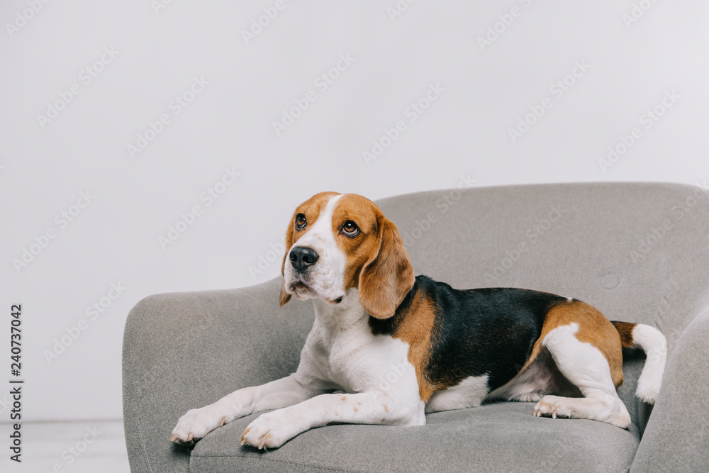 beagle dog lying in armchair on grey background