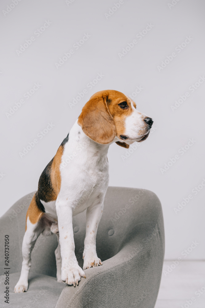  beagle dog standing in armchair on grey background