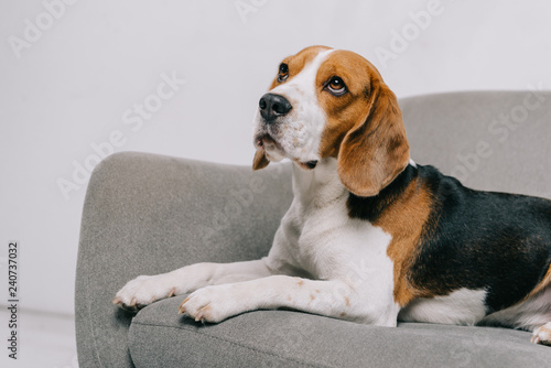 adorable beagle dog lying in armchair on grey background © LIGHTFIELD STUDIOS