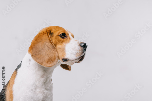 head of purebred beagle dog isolated on grey
