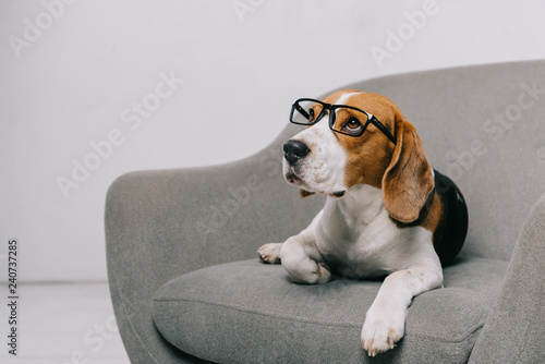  beagle dog lying in glasses in armchair on grey background