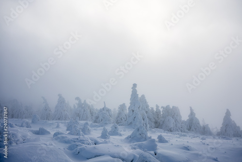 Mystical snow covered trees in winter