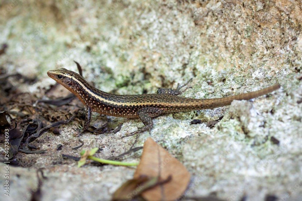 kleine Braune Eidechse auf Nosy Be Madagaskar