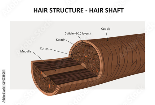 Hair structure - vector illustration photo