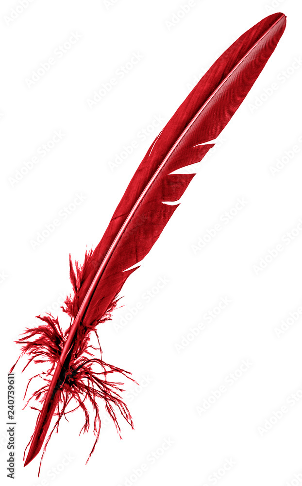 véritable plume rouge de calligraphie, fond blanc foto de Stock Adobe