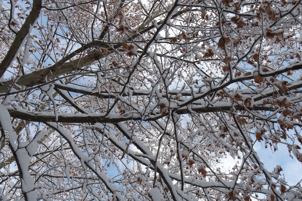 Snowy tree branches.Nature landscape background.Winter Landscape. Snowy tree branches.Nature landscape background.Winter Landscape.