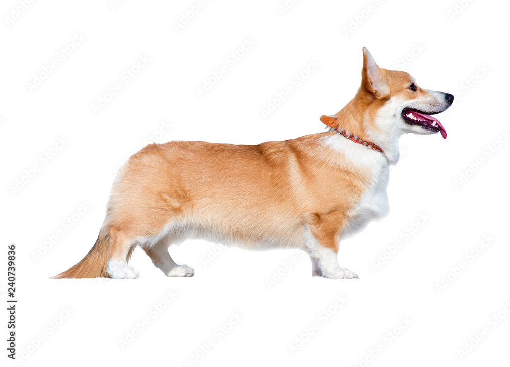 Dog breed Welsh Corgi. isolated