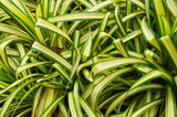 Chlorophytum comosum or spider or airplane plant striped green grass background