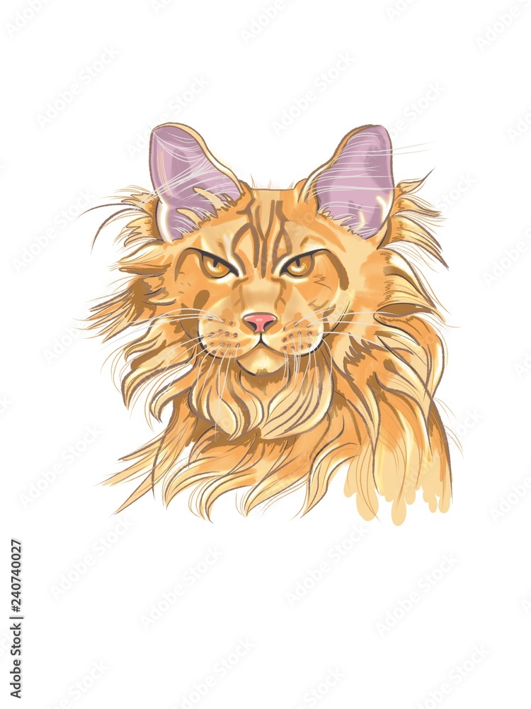 Serious cat on white background Serious cat on white background
