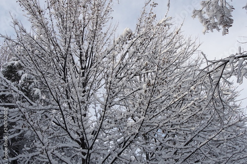 Snowy tree branches.Nature landscape background.Winter Landscape. © bektaş