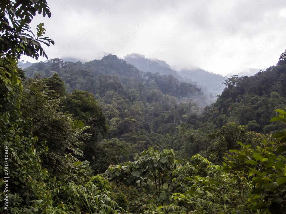 Rainforest in indonesia