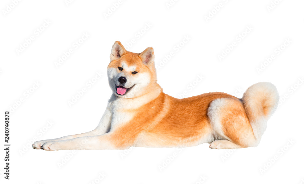 Dog breed Alaskan Malamute red color. In a lying pose. isolated Dog breed Alaskan Malamute red color. In a lying pose. isolated
