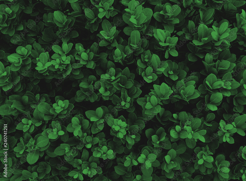leaves pattern texture background green color, Natural background closeup leaves pattern texture background green color, Natural background closeup