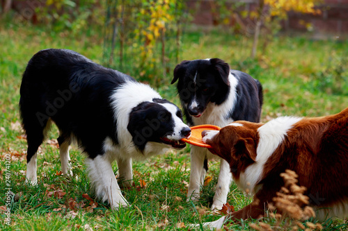 Three dogs Border Collie