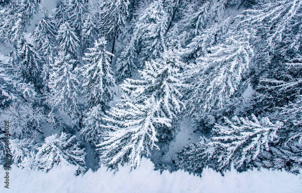 View of snow covered pine forest in Switzerland. View of snow covered pine forest in Switzerland.