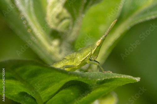 grasshopper/cricket peeking/looking at camera - side way view