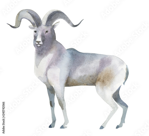 Watercolor illustration isolated on white background. A gray mountain sheep stands. Splashes sketch of wild forest north animals