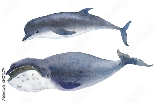 A gray whale and dolphin. Splashes sketch of wild ocean north animals