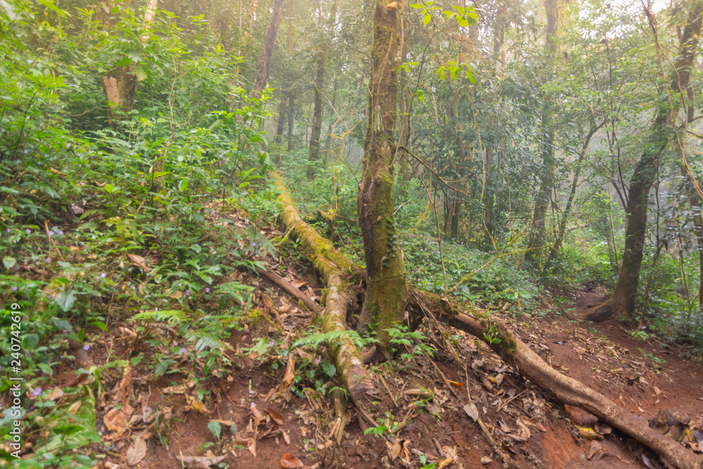 walking path in fresh green rainforest at mon jong doi, Thailand