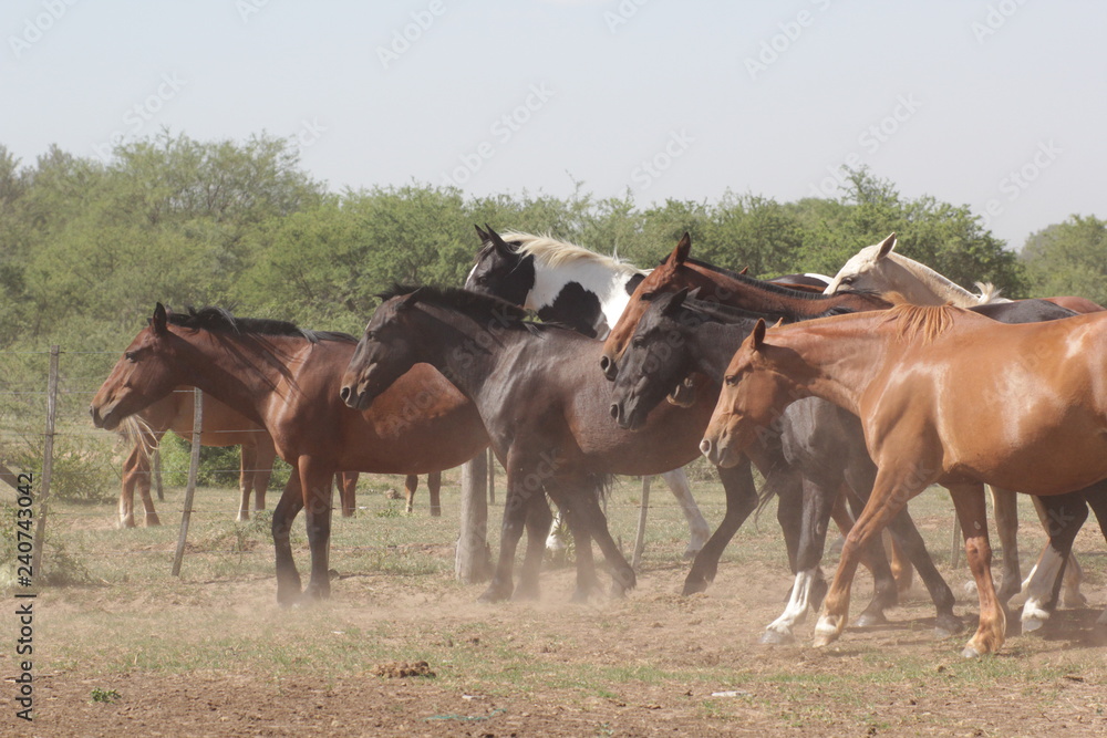 Tropilla de Caballos Pura Sangre