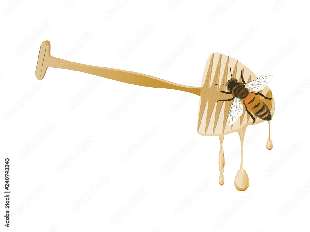 Honey spoon - flowing drops, bee - isolated on white background - vector. Natural product concept Honey spoon - flowing drops, bee - isolated on white background - vector. Natural product concept