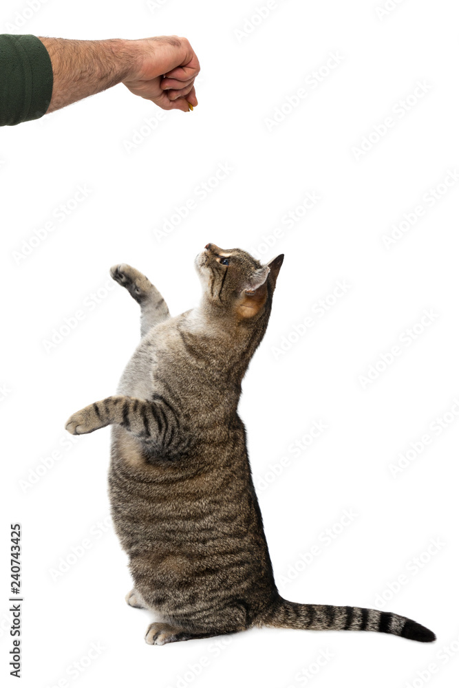 Naklejka premium hungry cat on on a white background 