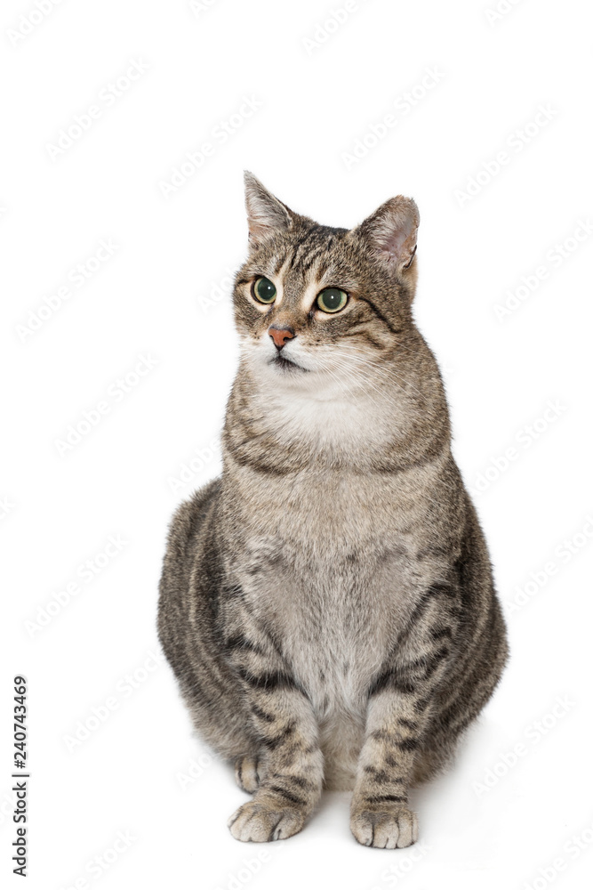 cat sitting against white background
cat sitting against white background