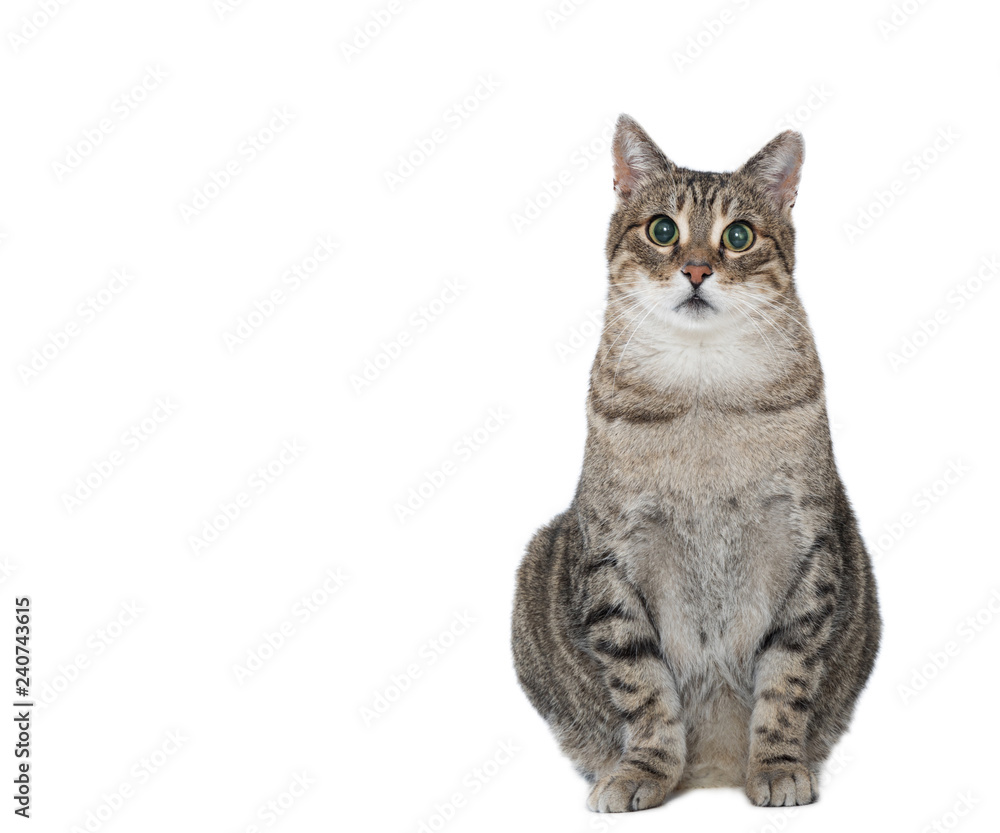 End stykke lighed cat sitting in front of white background Stock-foto | Adobe Stock