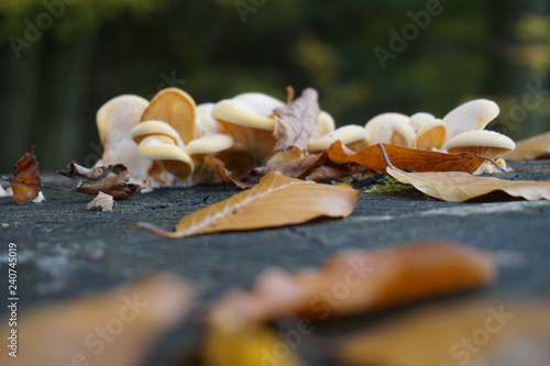 Blätter und Pilze auf Baumstumpf