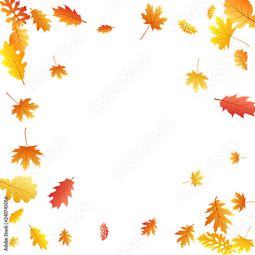 Oak, maple, wild ash rowan leaves vector, autumn foliage on white background.