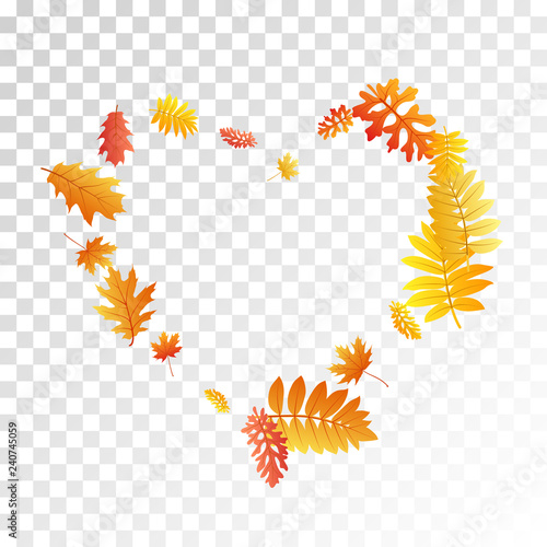 Oak, maple, wild ash rowan leaves vector, autumn foliage on transparent background.