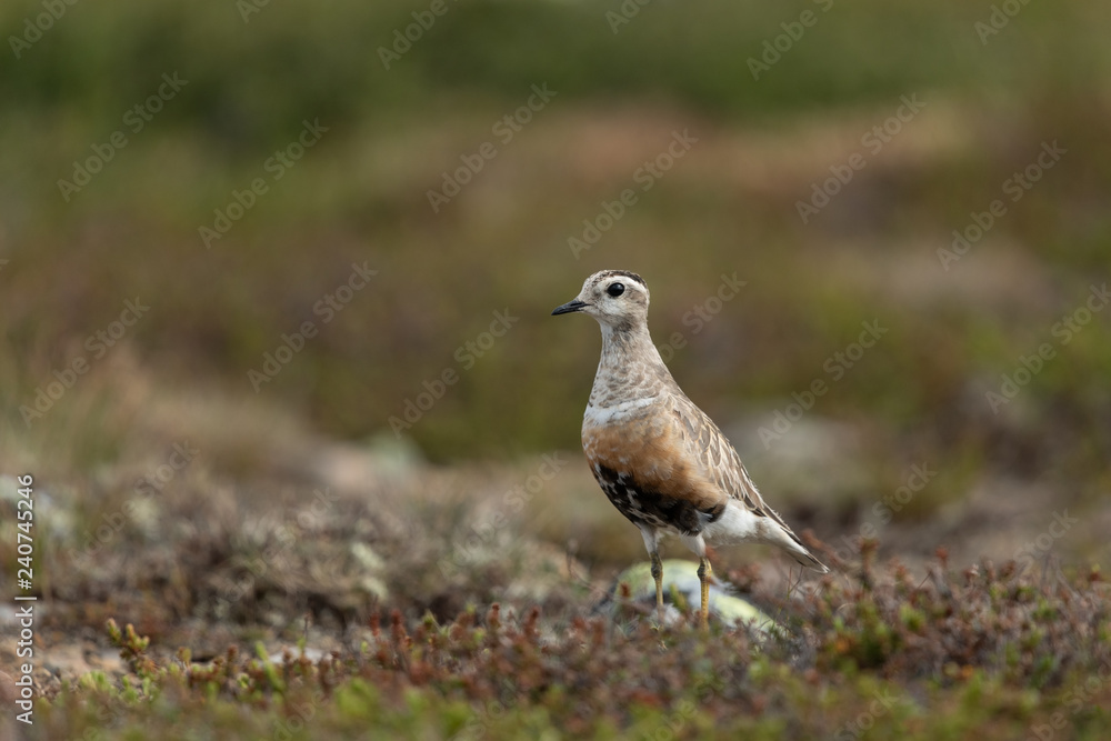 Eurasian dotterel in the scandinavian fell Eurasian dotterel in the scandinavian fell